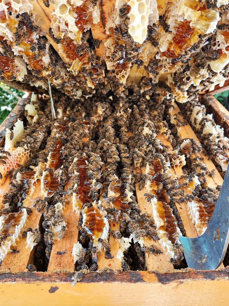 Favi pieni di api, visti da sotto
